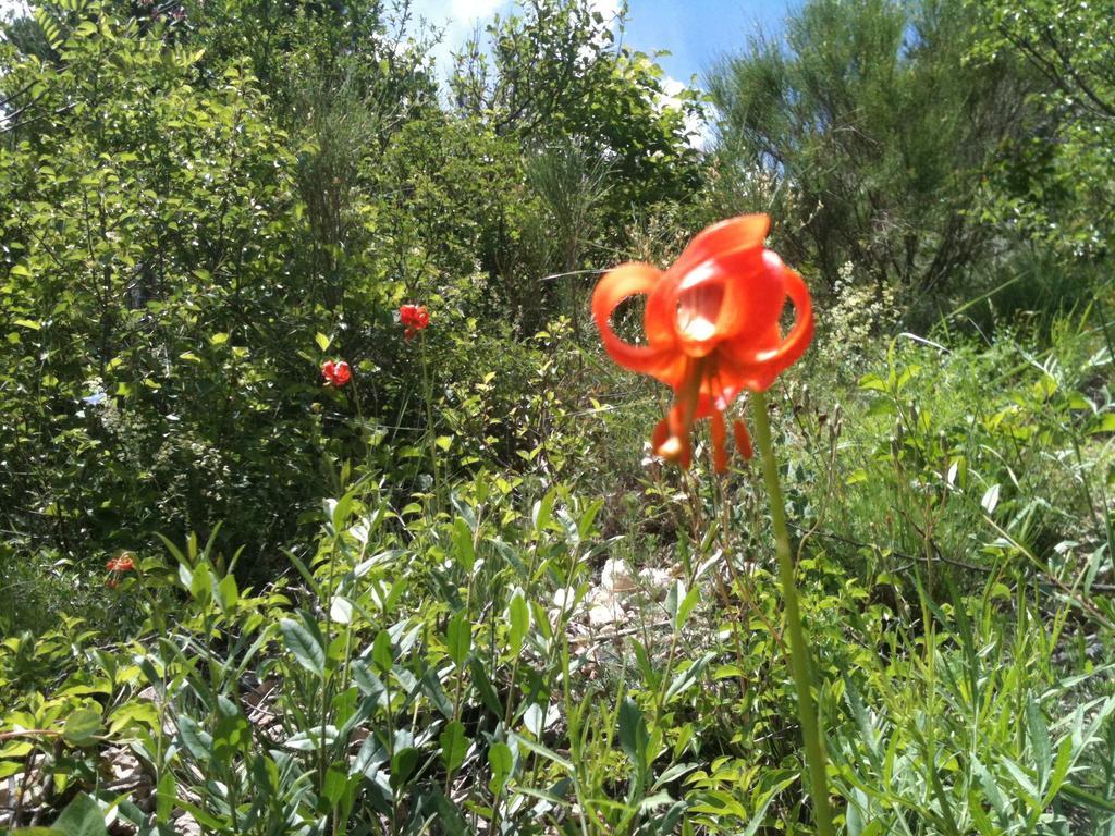 Gite Le Pelens Saint-Martin-dʼEntraunes Esterno foto