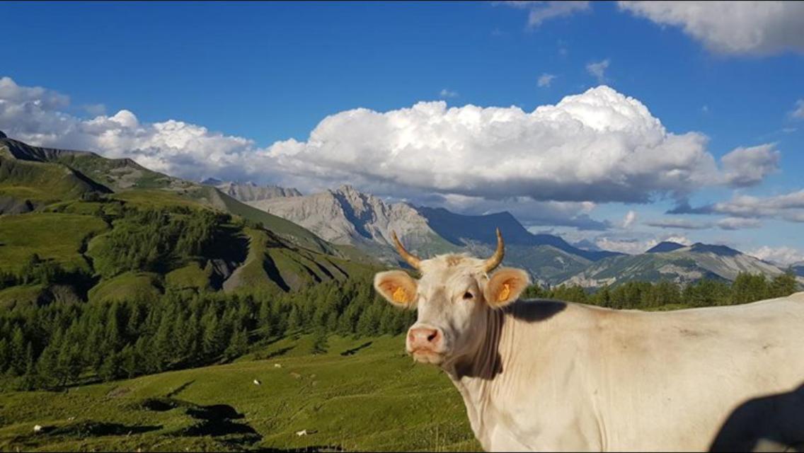 Gite Le Pelens Saint-Martin-dʼEntraunes Esterno foto